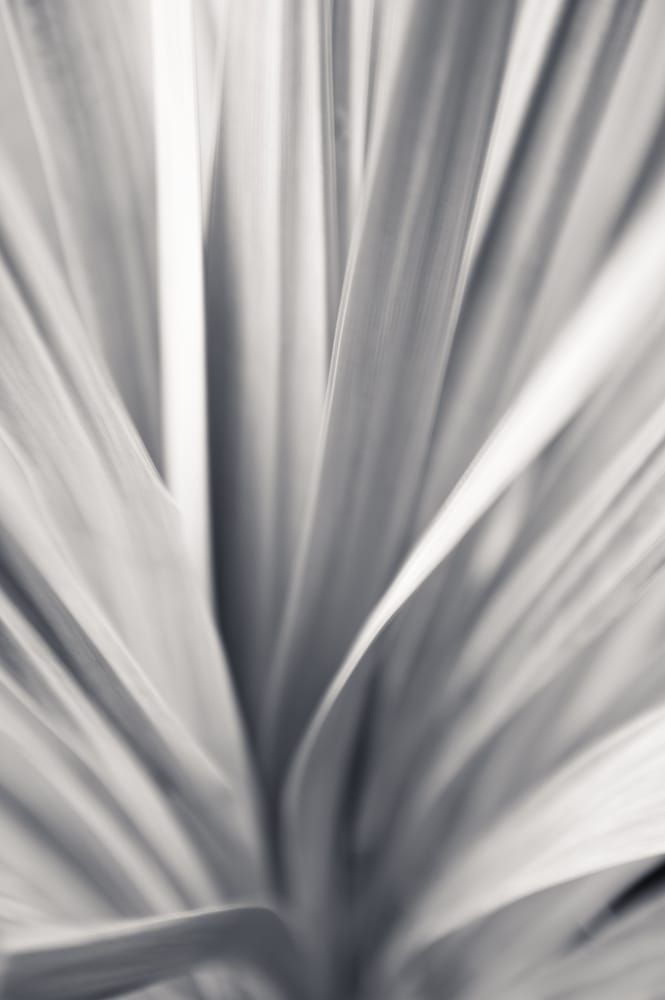 blurred, blurry, plant, impressionistic, Fine, art, photography, art, works, prints, open, edition