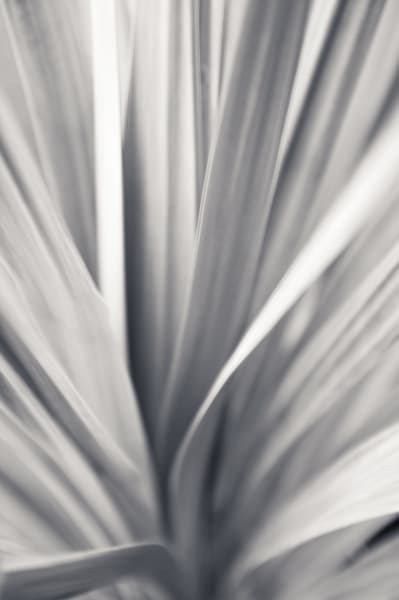 blurred, blurry, plant, impressionistic, Fine, art, photography, art, works, prints, open, edition