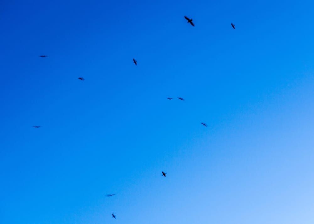 Soar Art | Tim McGuire Fine Art