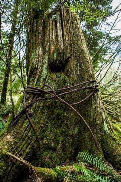 Lost The Struggle Art | Tim McGuire Fine Art