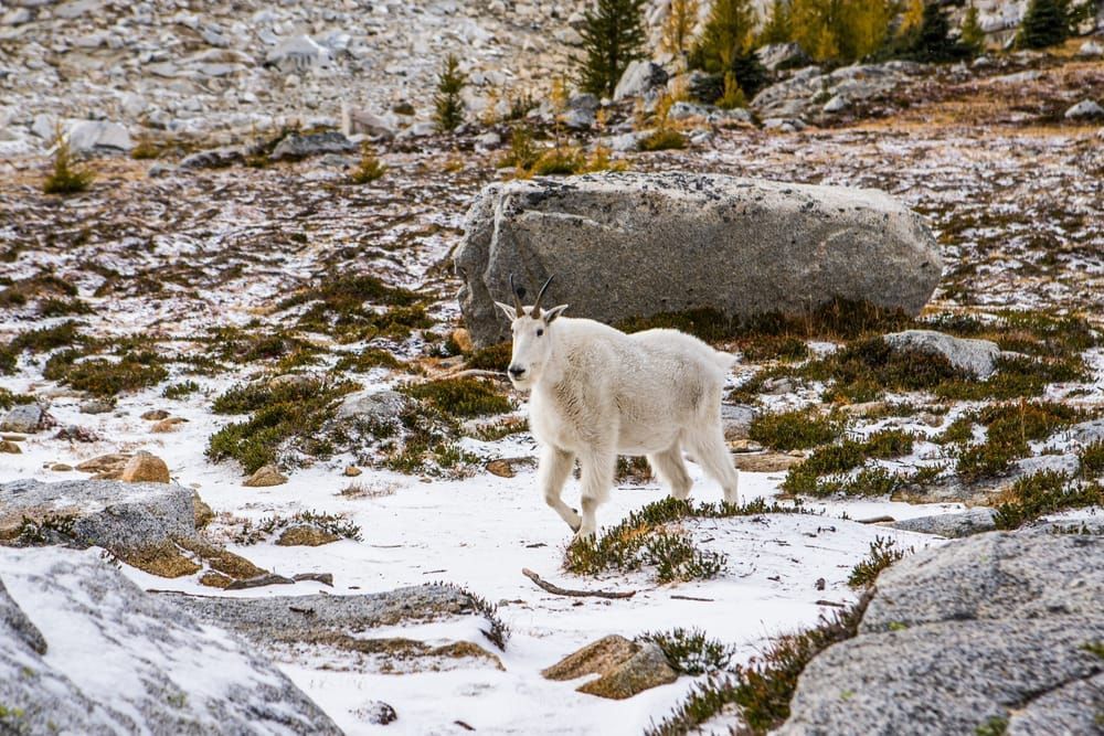 A mountain goat in the Upper Enchantment Lakes Wilderness Area, Washington Cascades, USA.