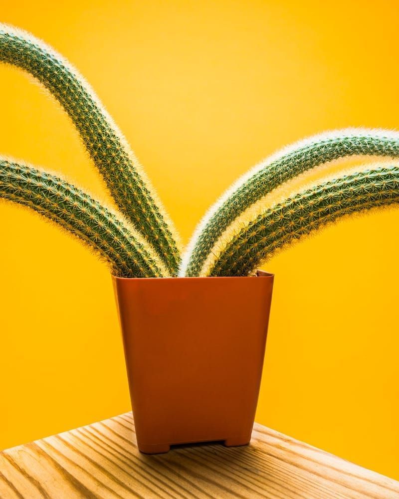 Studio shot of a cactus in a plastic pot.  Hildewintera Aureispina.