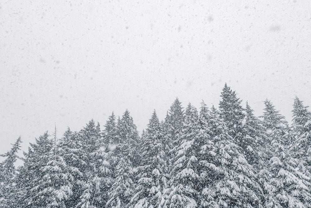 Heavy snow fall. A snow storm in the Cascade mountains, Washington State, USA.