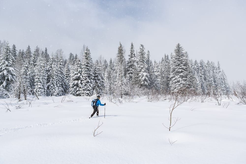 A woman cross country skiing in a meadow surrounded by forest covered in snow.
