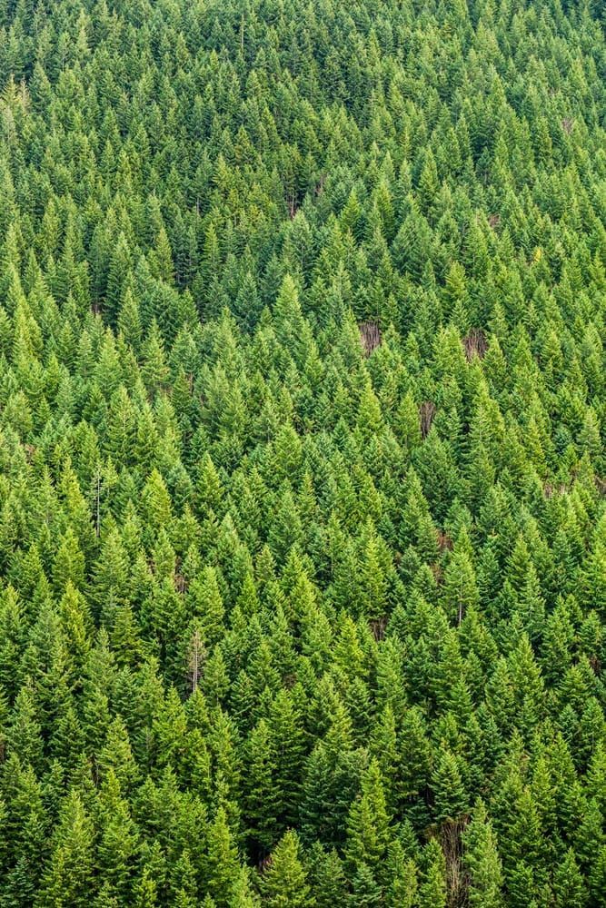 Looking down on a forested mountainside in Western Washington, USA.