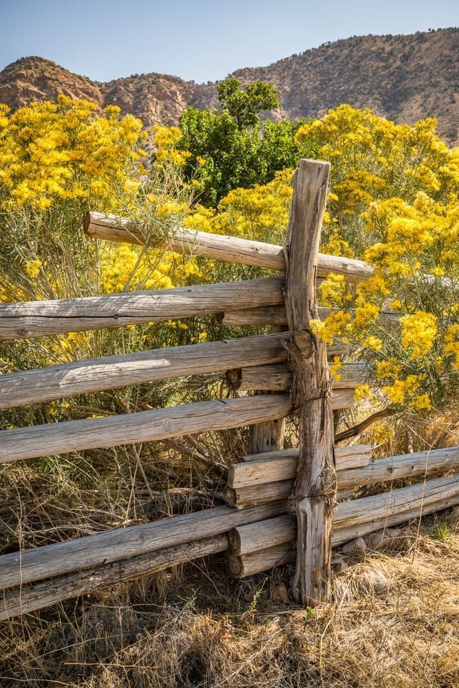 An old fence outside Moab, Utah surrounded by flowering Rabbitbrush.