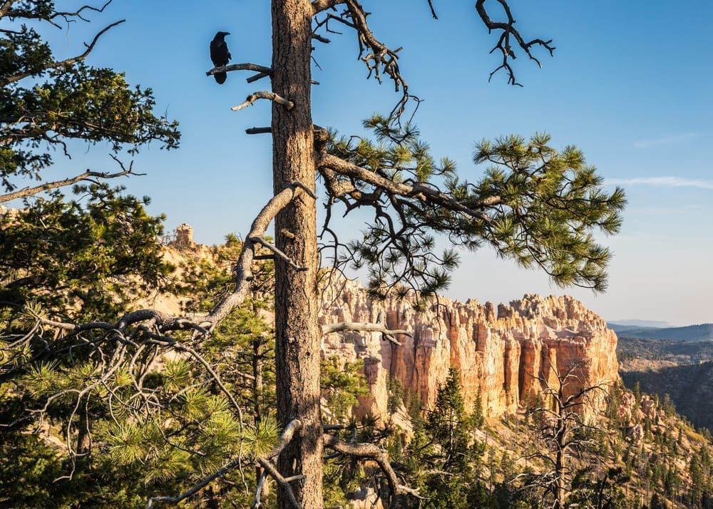 A raven sits on a branch along the canyon rim at Bryce Canyon National Park, Utah, USA.
