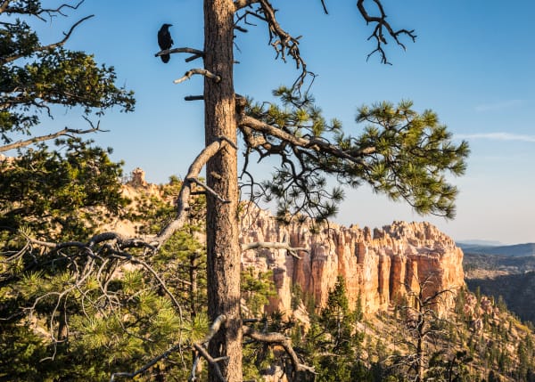 A raven sits on a branch along the canyon rim at Bryce Canyon National Park, Utah, USA.