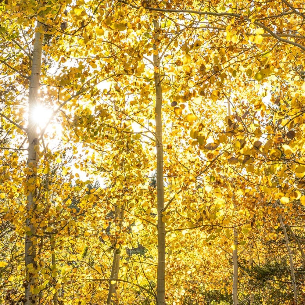 Backlit Aspen trees, Taggart Lake trail, Grand tetons National Park, Wyoming, USA.