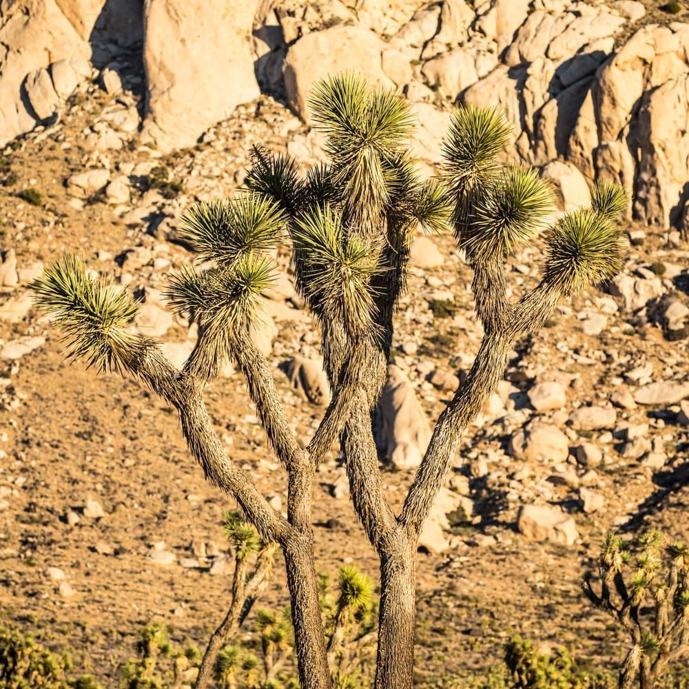 Joshua Trees in Joshua Tree National Park.