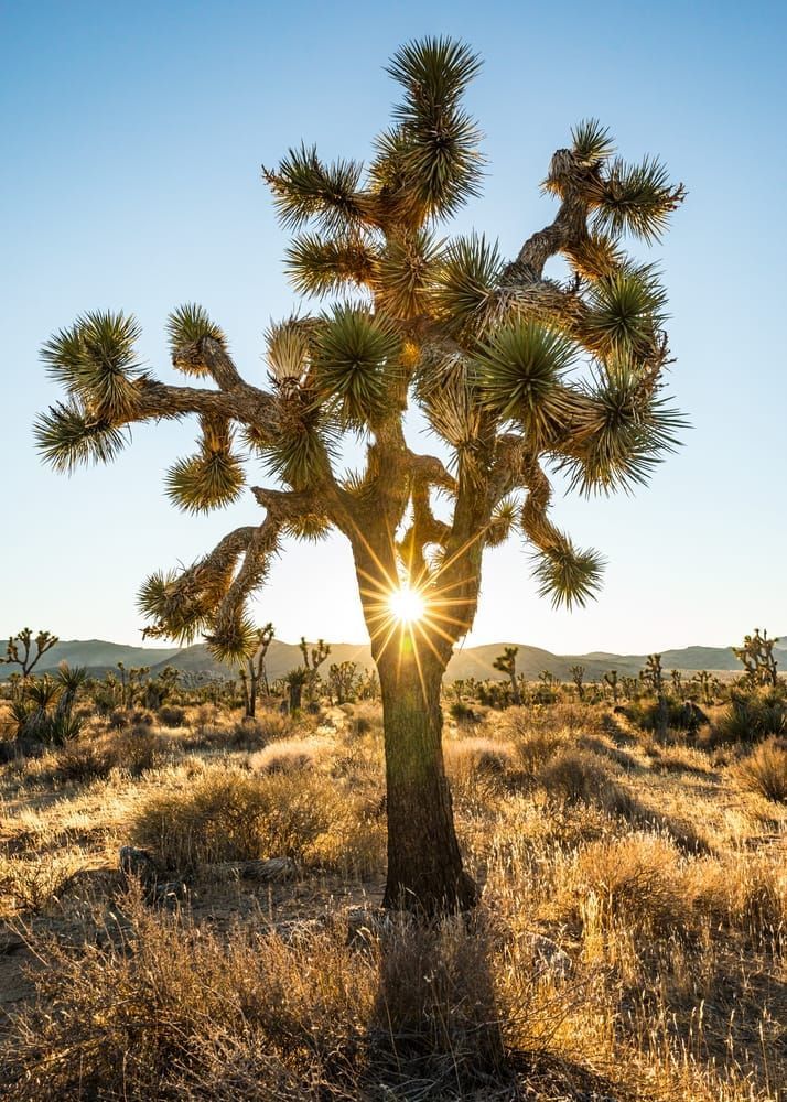 Joshua Tree with sun bursting through in Joshua Tree National Park.