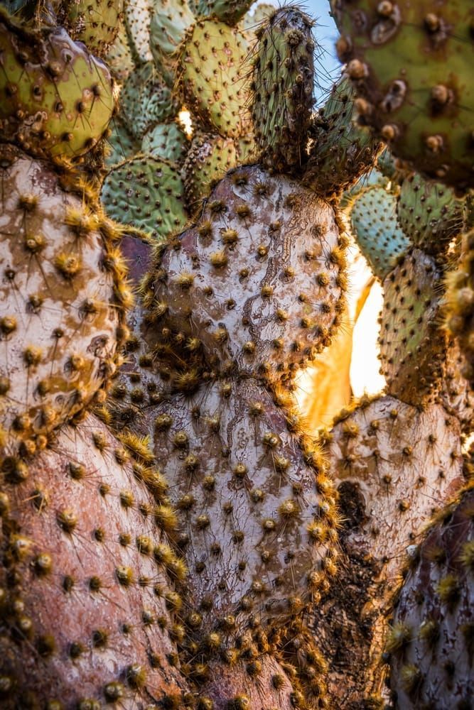 Prickly Pear Cactus in Rattlesnake Canyon, Joshua Tree National Park.