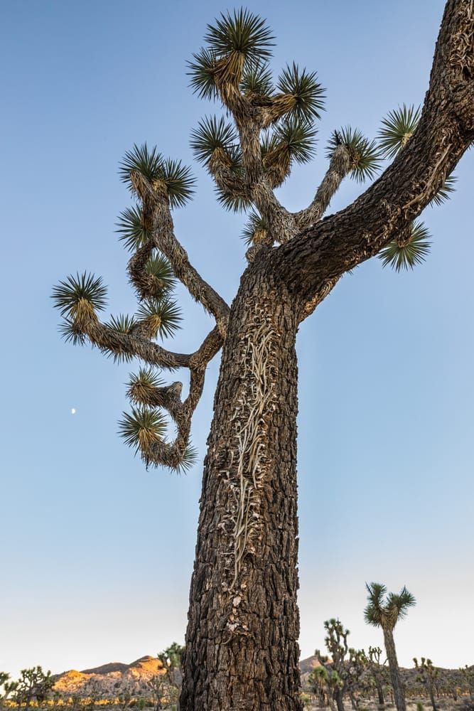 Joshua Tree in Joshua Tree National Park at sunset with a half moon in the sky.