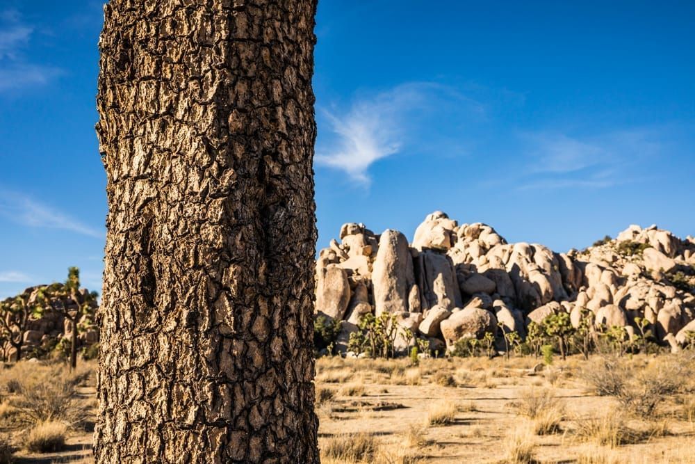 Closeup of a Joshua Tree trunk showing the texture of it's bark with rock formations behind on a blue sky day.
