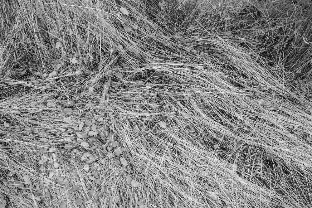Flow Grass (B&W) Art | Tim McGuire Fine Art