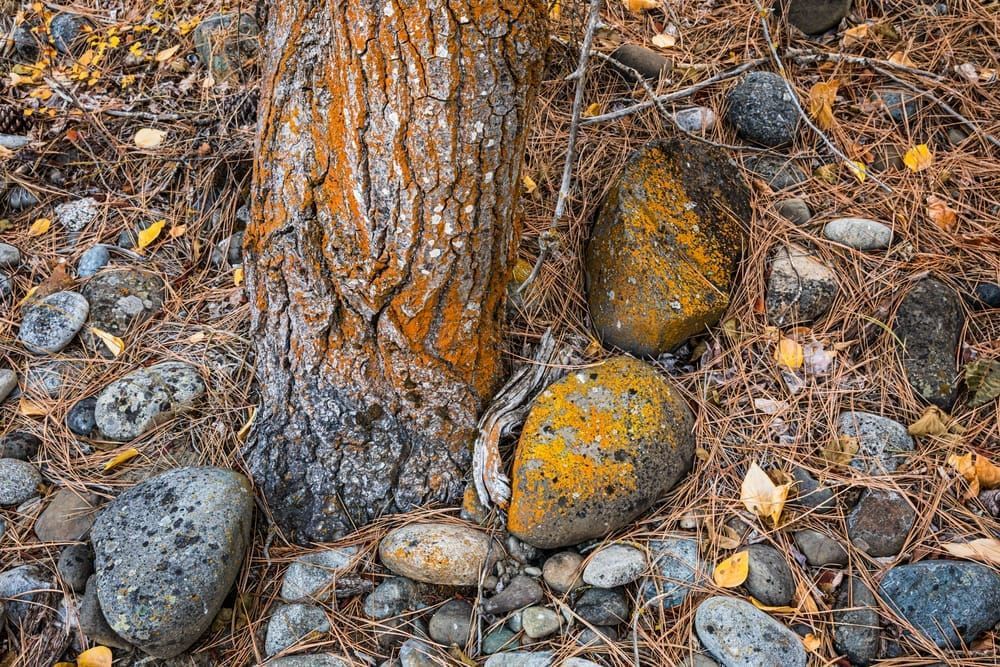 A detail view of the base of a tree and the rocks and pine needles around it's base, Eastern Washington Cascades, USA.