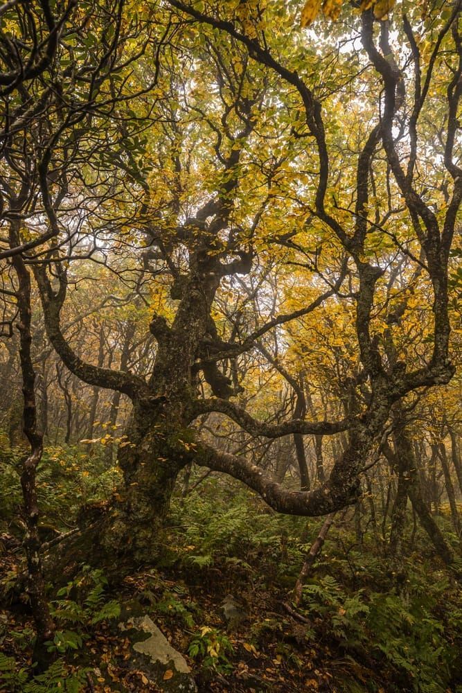Craggy Gardens Autumn Evening Art | Tim McGuire Fine Art