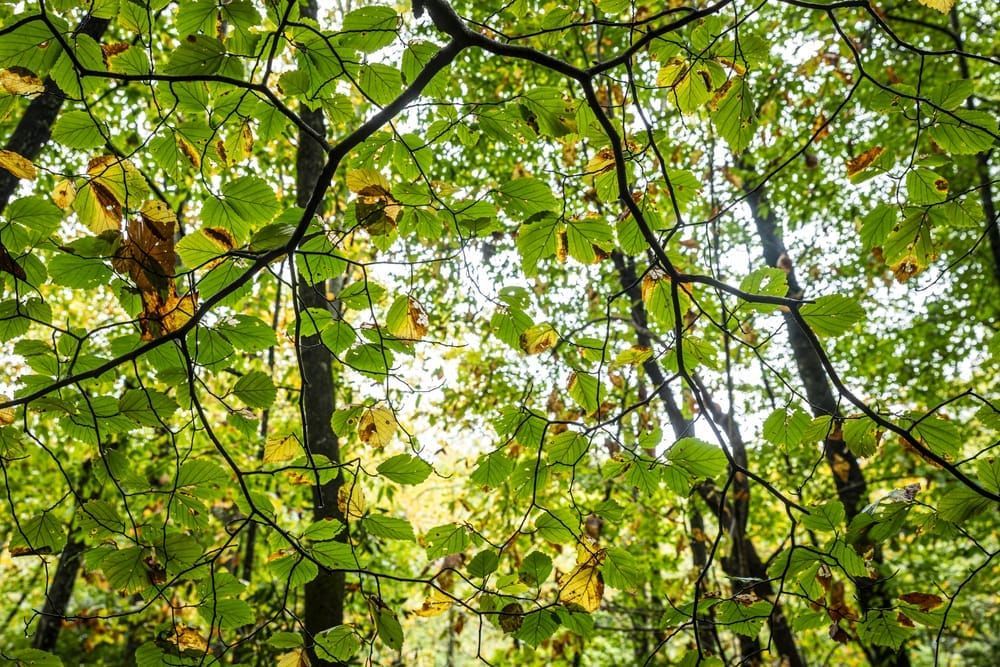 Looking up through the tree branches and leaves along the trail to Rainbow Falls in the Blue Ridge Mountains of North Carolina.