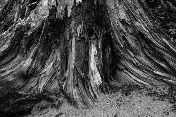 Tree stump detail along the banks of the Nisqually river, Mount Rainier National Park boundary, Washington, USA.