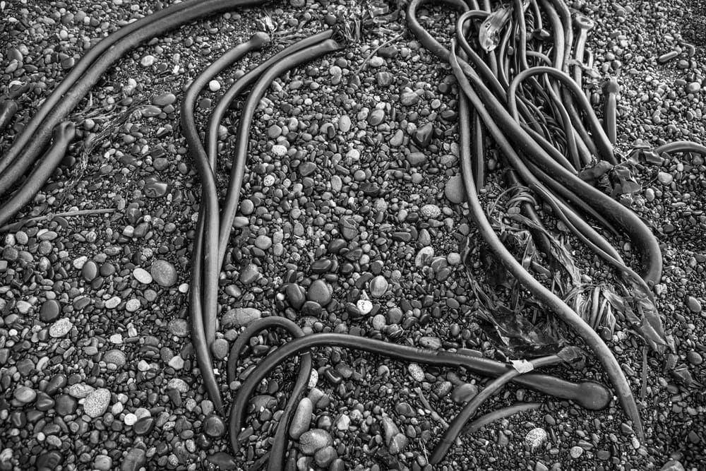 art photography prints for sale buy art online Bull Kelp rocky beach Vancouver Island Canada