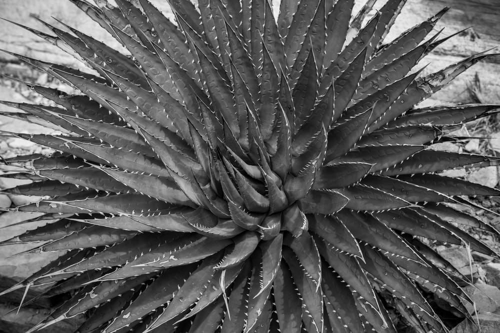 Yucca, Grand canyon National Park, Kaibab trail near south rim, Arizona.