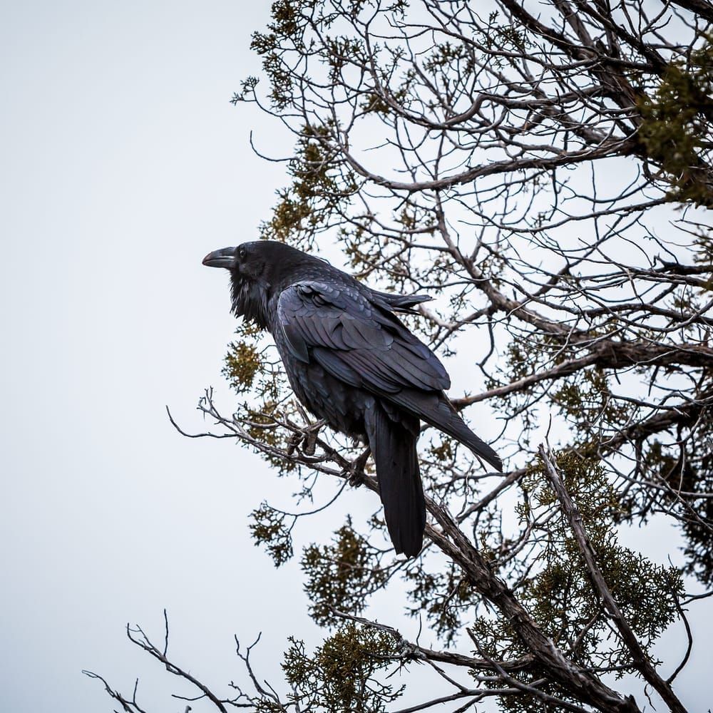 Raven in a tree, Grand Canyon National Park, Arizona
