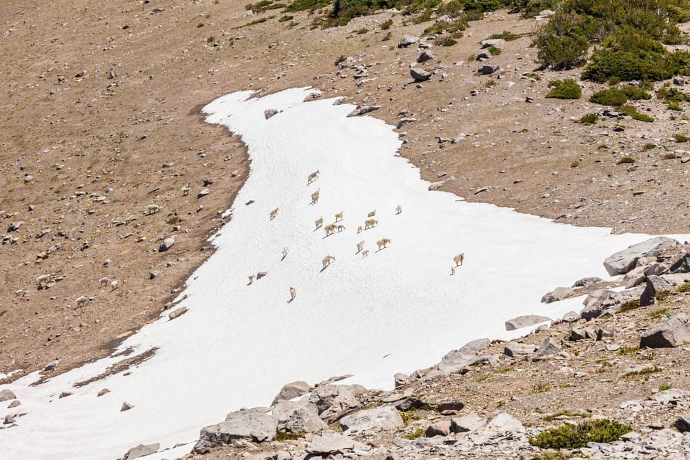 mountain Goats Mount Rainier National Park
