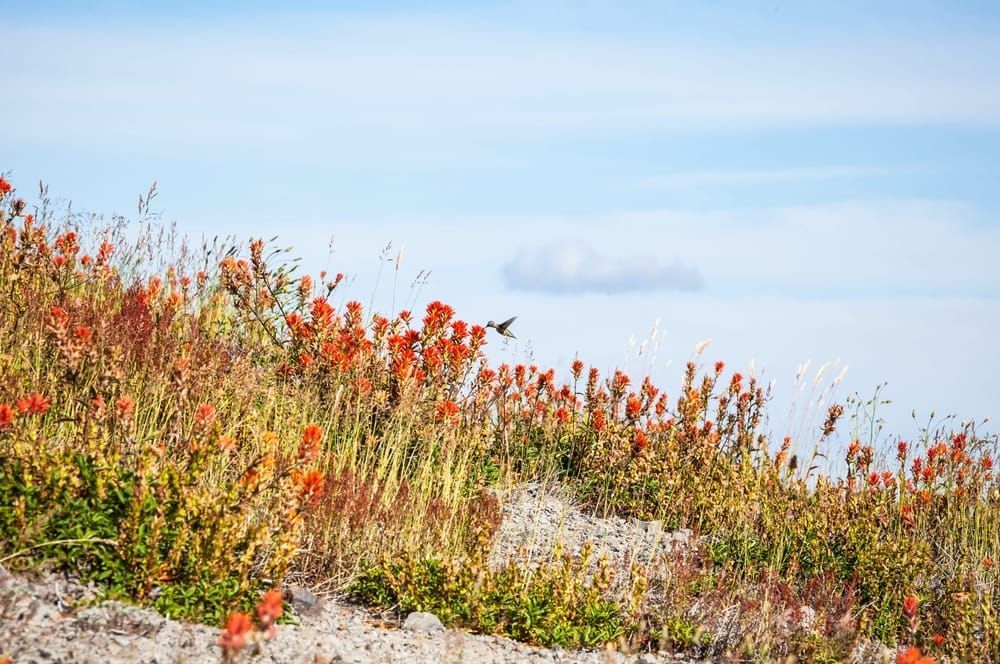 art photography for sale buy artwork online prints for sale  Hummingbird wildflowersMount St Helens National Volcanic Monument Washington