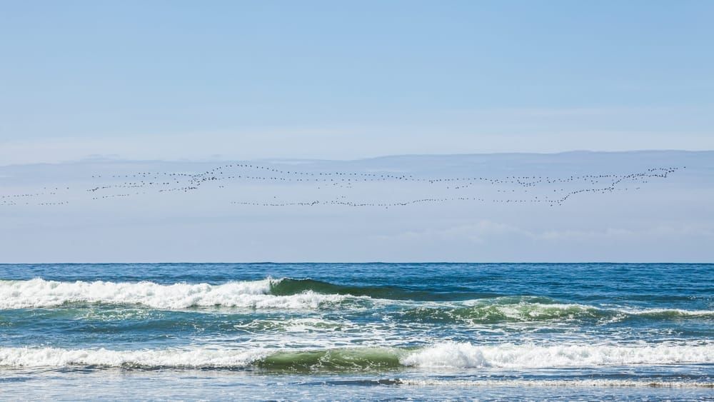 Geese Migration 03 Olympic Coast