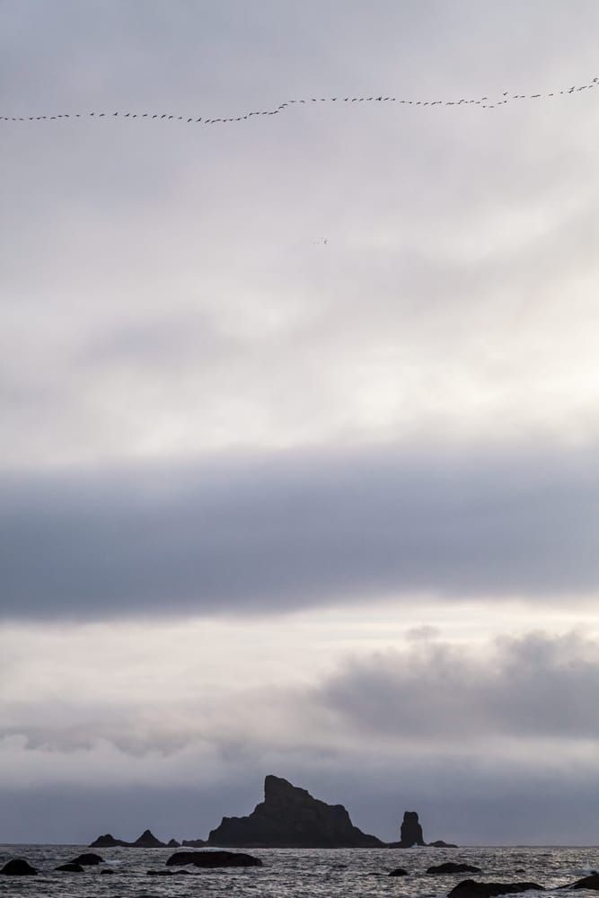 art photography prints for sale buy art online Dahdayla Rock flock geese flying Olympic Peninsula coast Washington