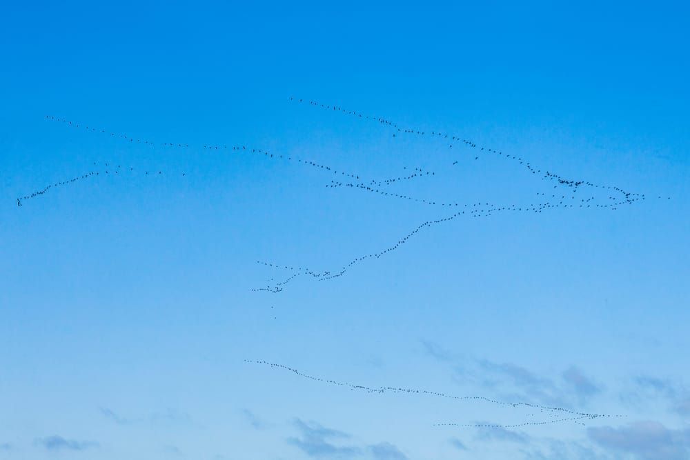 geese, flying, birds, blue sky, migrations