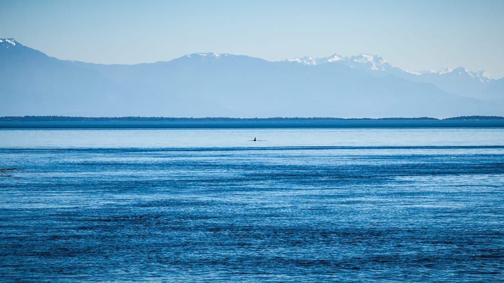 Orca, dorsal, fin, water, Haro, straight, Olympic, Mountains