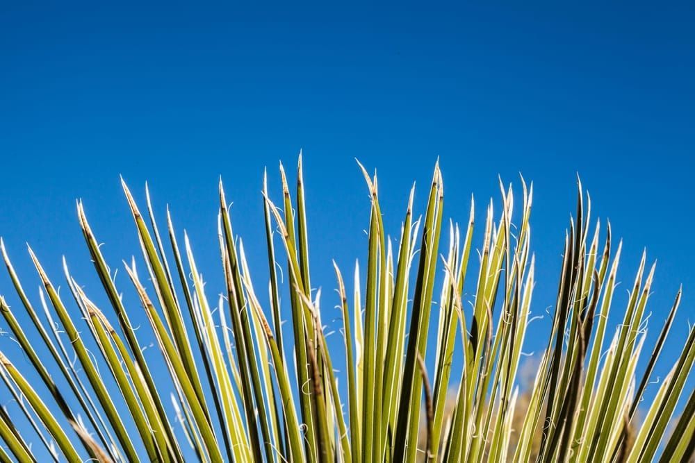 A Yucca plant against a clear blue sky, Phoenix Desert Botanical Garden, Arizona.