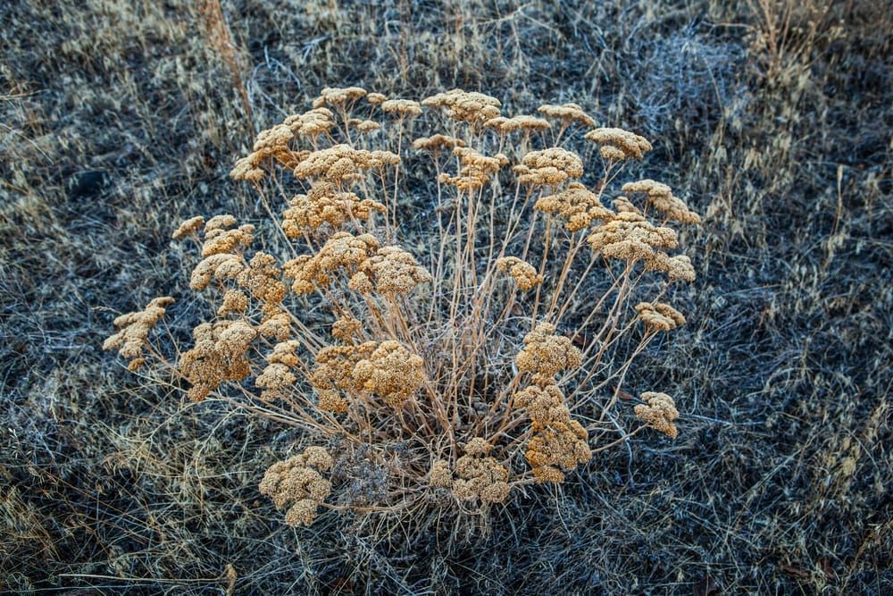 Wintertime plants near Ancient Lakes, Eastern Washington, USA.