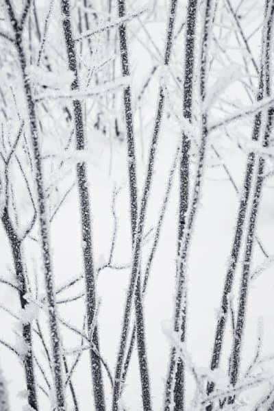 art photography for sale buy artwork online prints for sale winter vegetation covered thick layer frost snow Washington State