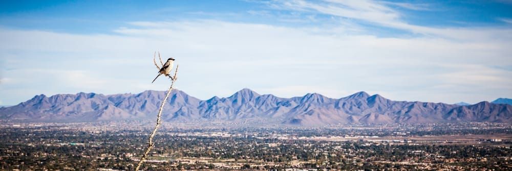 A Northern Shrike perched on a Ocotillo branch on Camelback Mountain high above Scottsdale Arizona and the McDowell Mountains, Arizona, USA.
