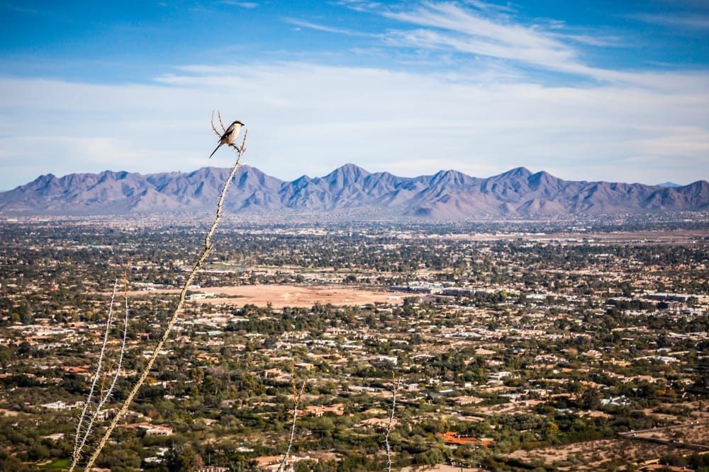 A Northern Shrike perched on a Ocotillo branch on Camelback Mountain high above Scottsdale Arizona and the McDowell Mountains, Arizona, USA.