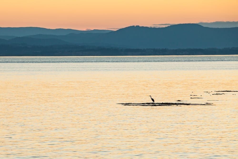 Heron on Haro Strait
