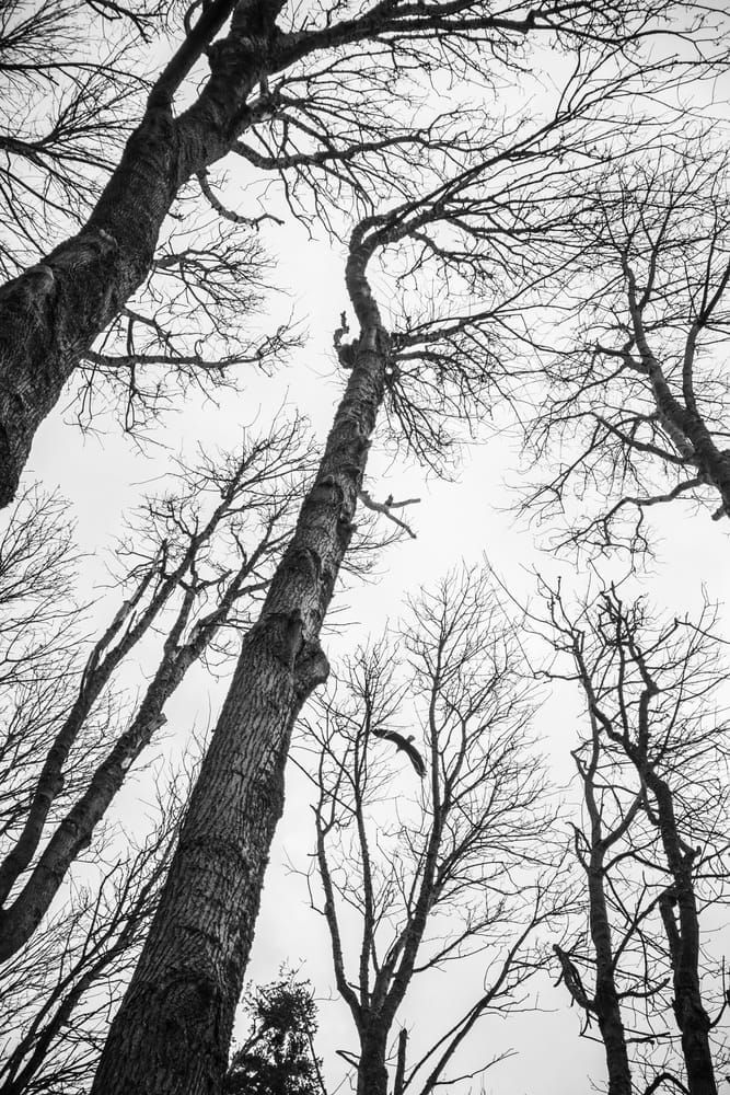 eagle soars above trees