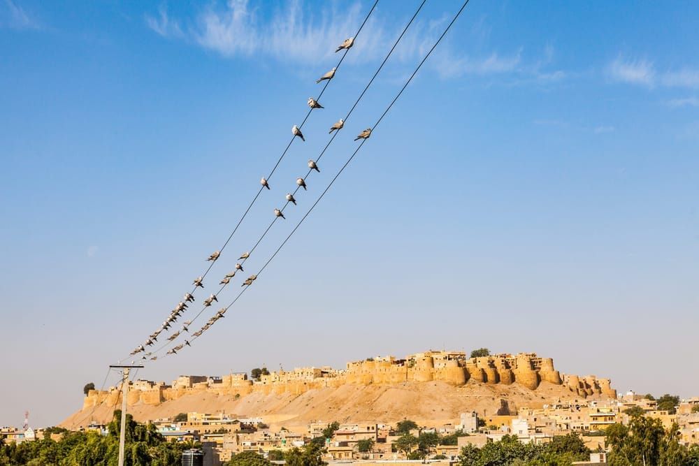 Doves on a wire above the Jaisalmer Fort, Rajasthan, India.