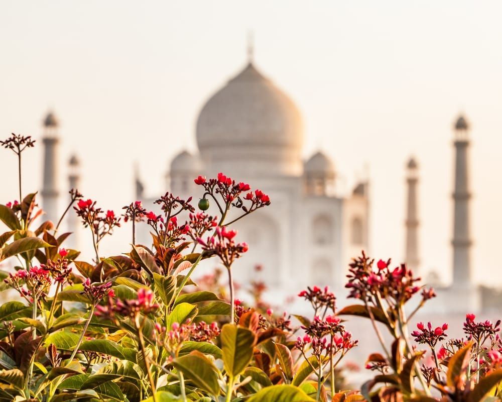 The Taj and Flowers