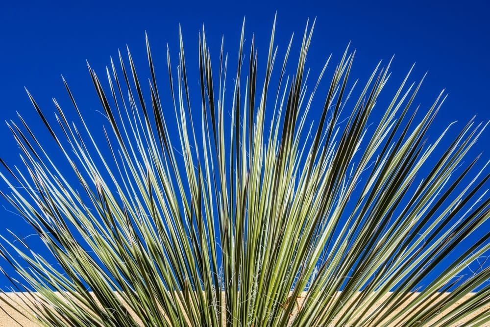 Yucca detail, Adobe walls