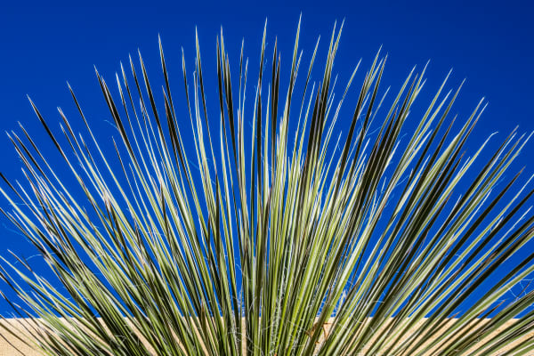Yucca detail, Adobe walls