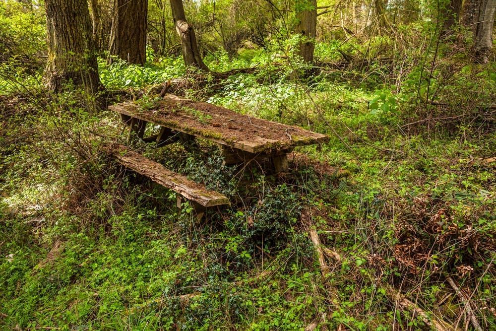 An old wooden picnic table abandoned in the forest.