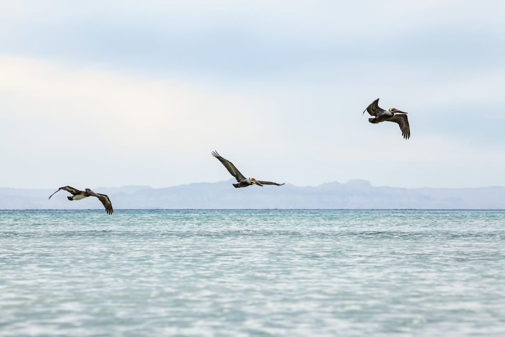 Three Brown Pelicans flying off the coast of Isla Espirito Santo, Gulf of California with the mainland Baja in the distance, BCS, Mexico.
