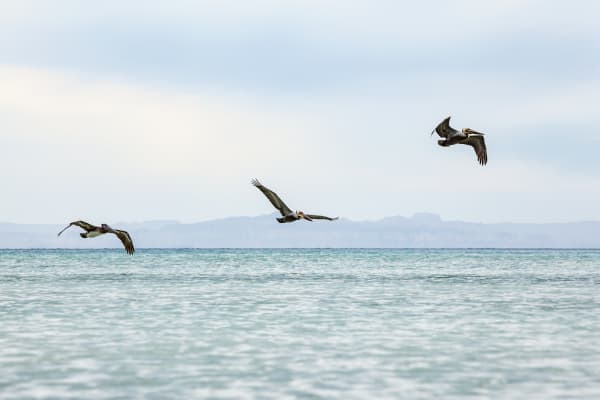 Three Brown Pelicans flying off the coast of Isla Espirito Santo, Gulf of California with the mainland Baja in the distance, BCS, Mexico.