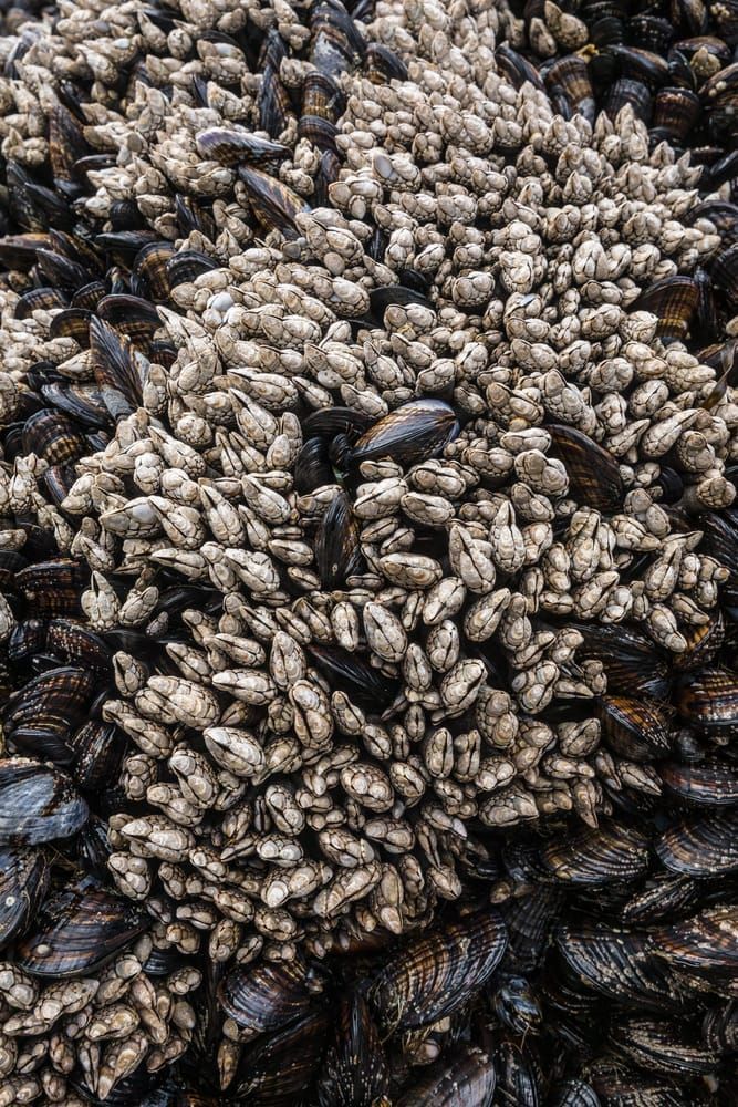 barnacles and muscles along the Washington coast at low tide.