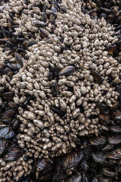 barnacles and muscles along the Washington coast at low tide.