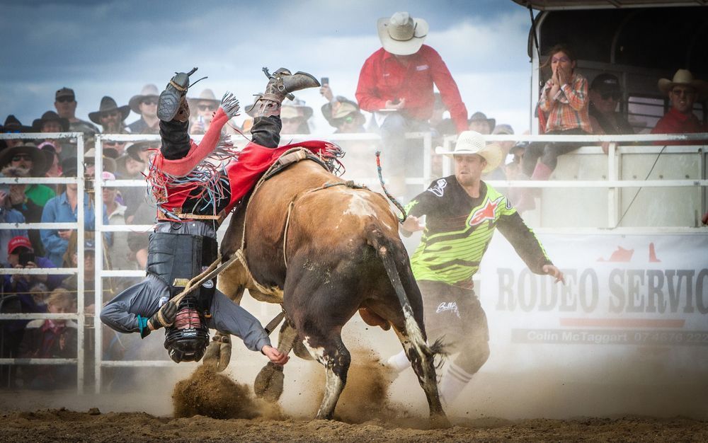 Bull Riding Clown In Action Deni Art | Margie McClelland