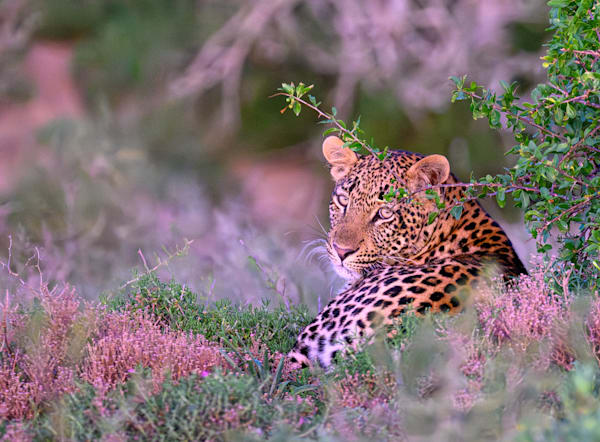 On Safari